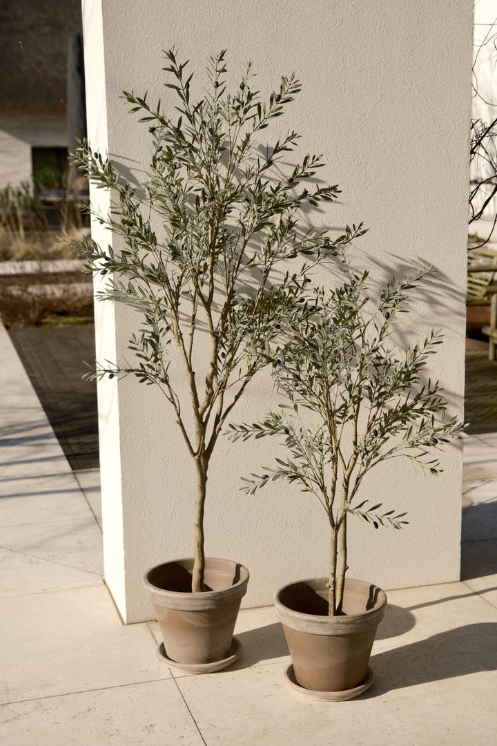 Olijfboom 120cm (UV)