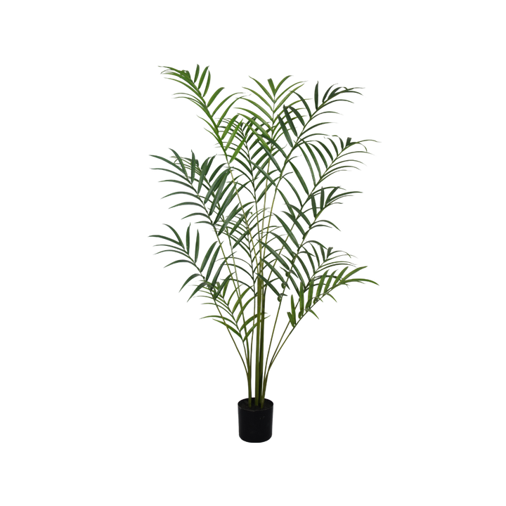 Palmplant 210cm