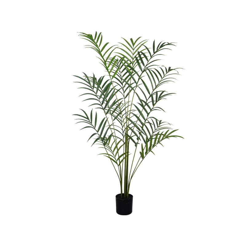 Palmplant 210cm