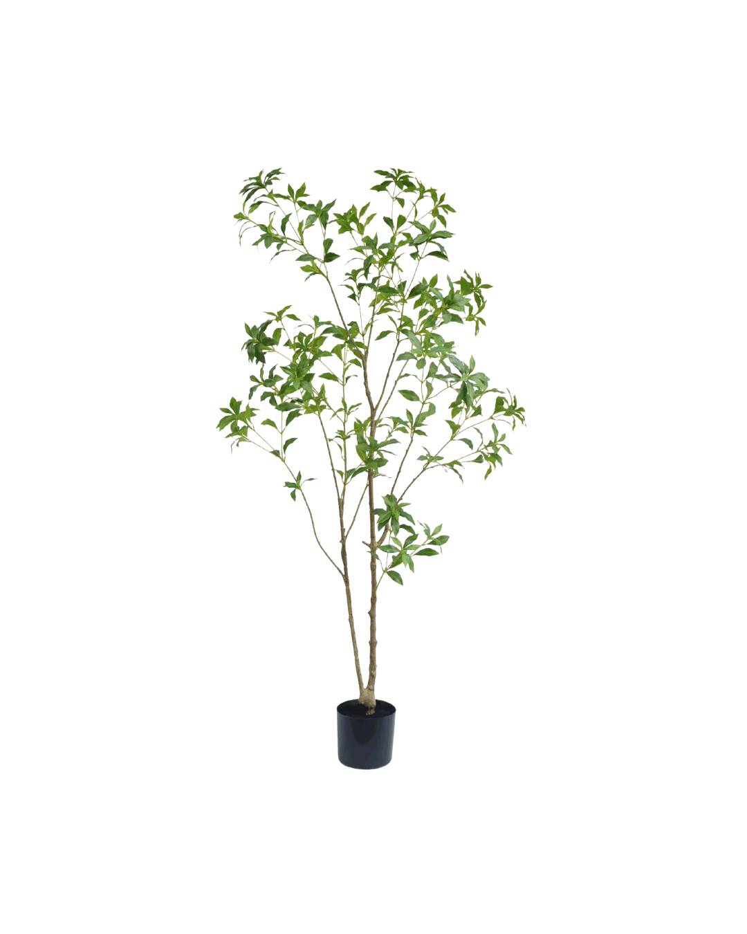 Silk House Pieris Japonica boom 180 cm