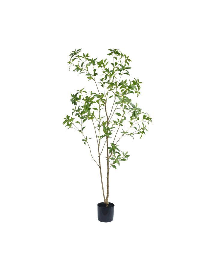 Silk House Pieris Japonica boom 180 cm