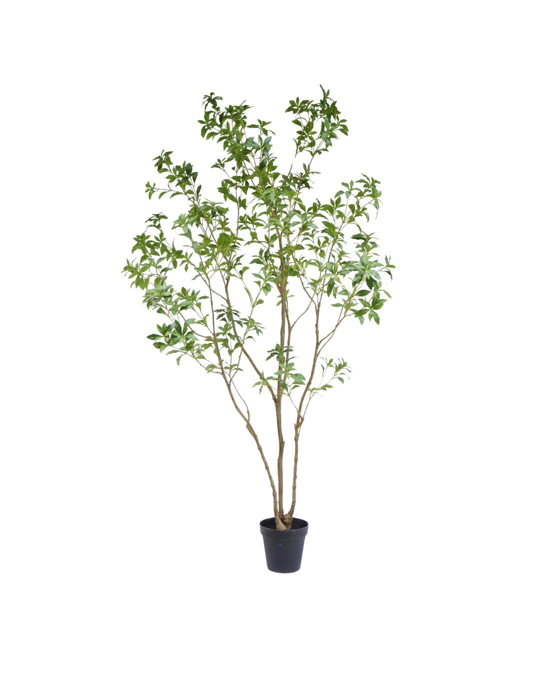 Silk House Pieris Japonica boom 240 cm