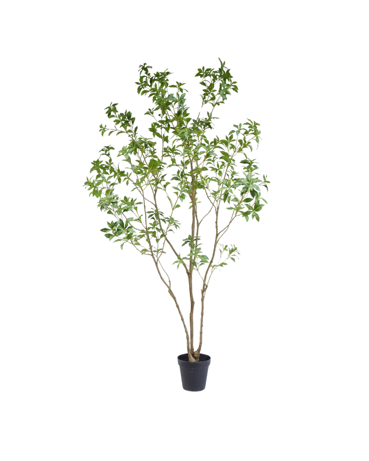 Silk House Pieris Japonica boom 240 cm