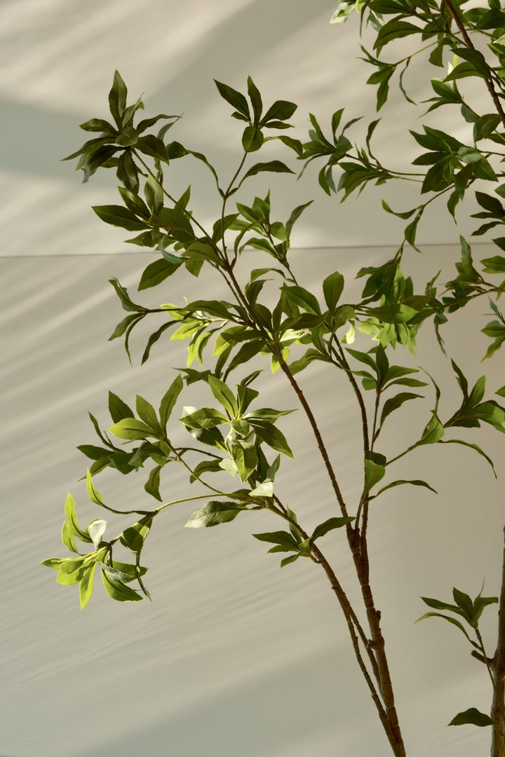 Silk House Pieris Japonica boom 180 cm