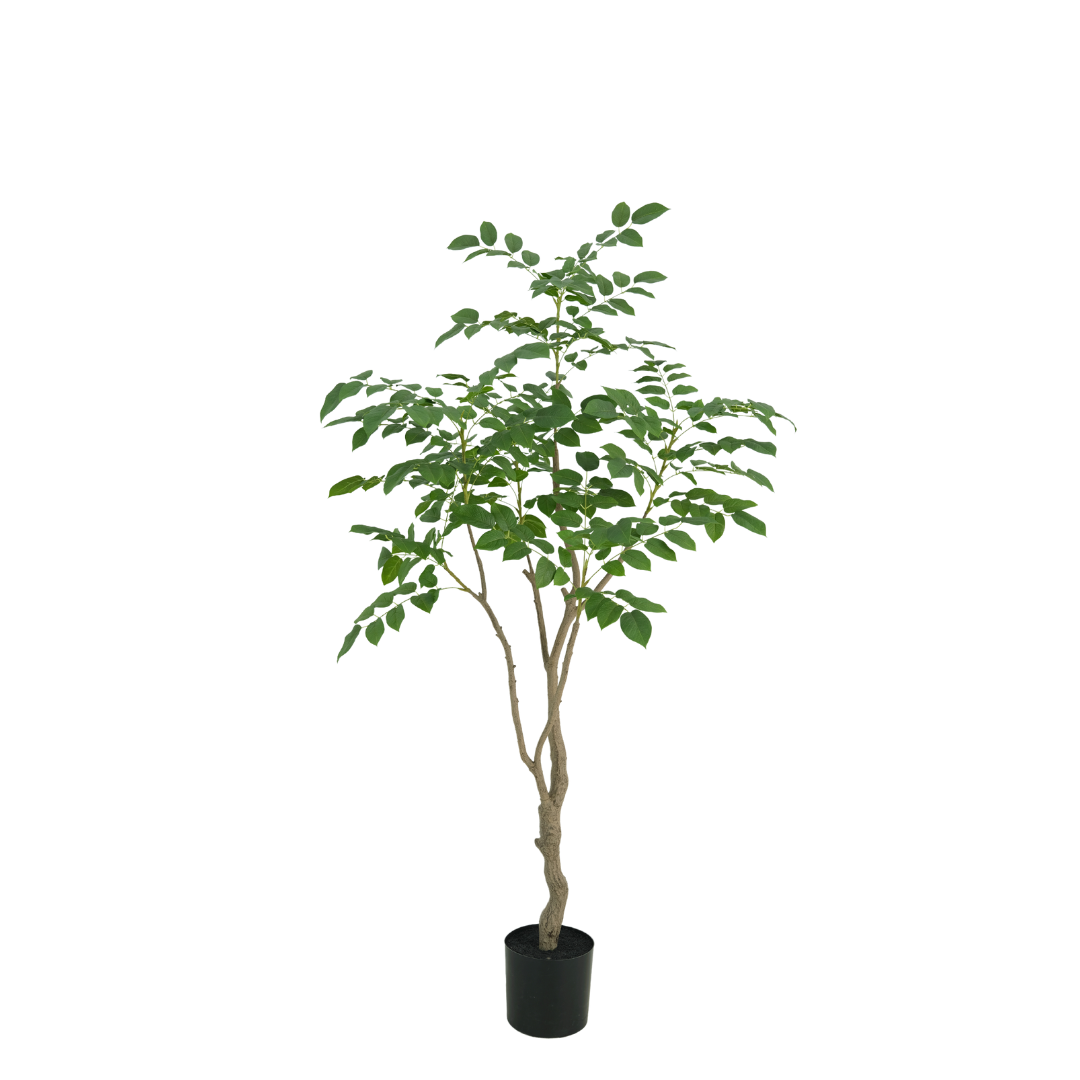 Sandelhout boom 180cm