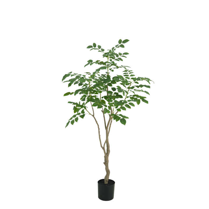 Sandelhout boom 180cm