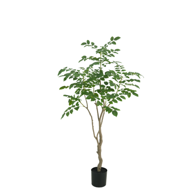 Sandelhout boom 180cm