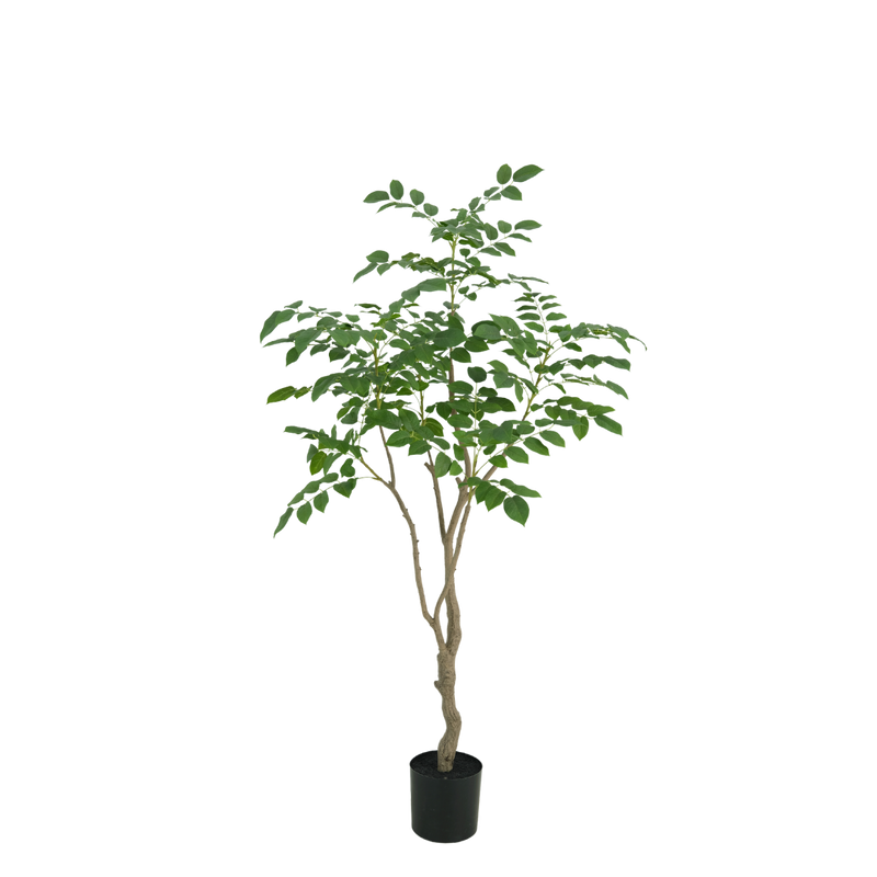 Sandelhout boom 180cm