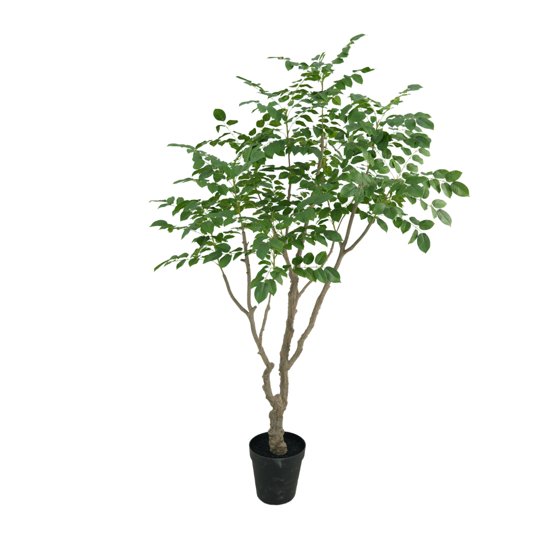 Sandelhout boom 240cm