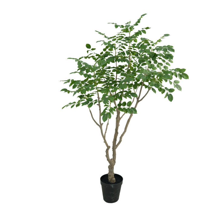 Sandelhout boom 240cm