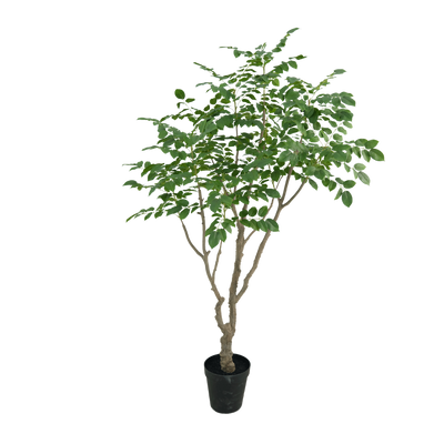 Sandelhout boom 240cm