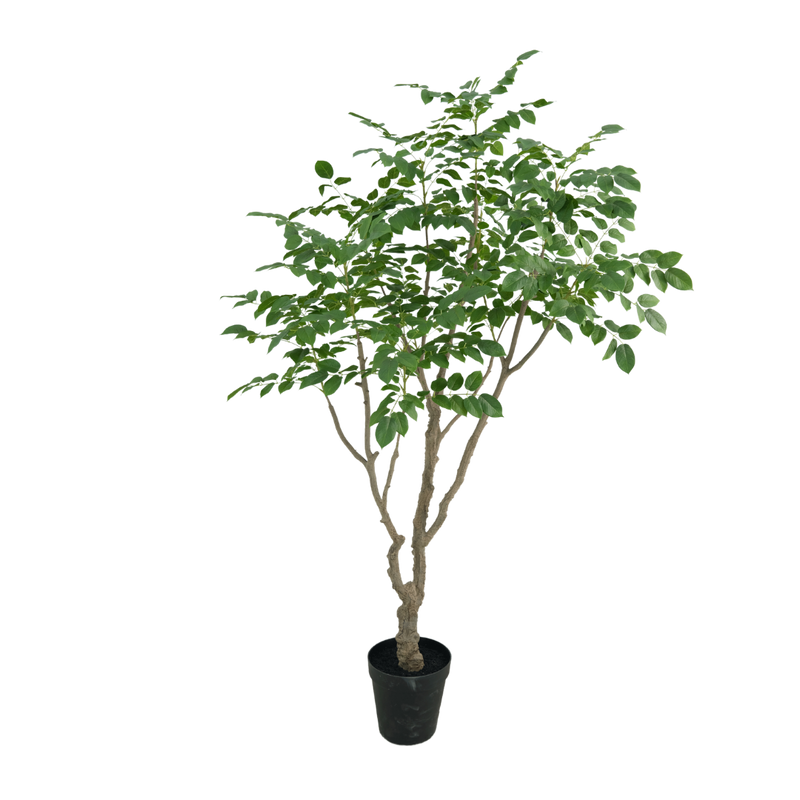 Sandelhout boom 240cm