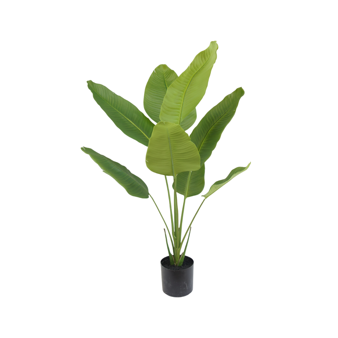 Strelitzia plant 120cm