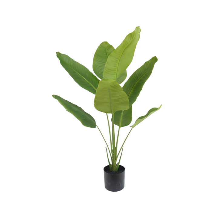 Strelitzia plant 120cm