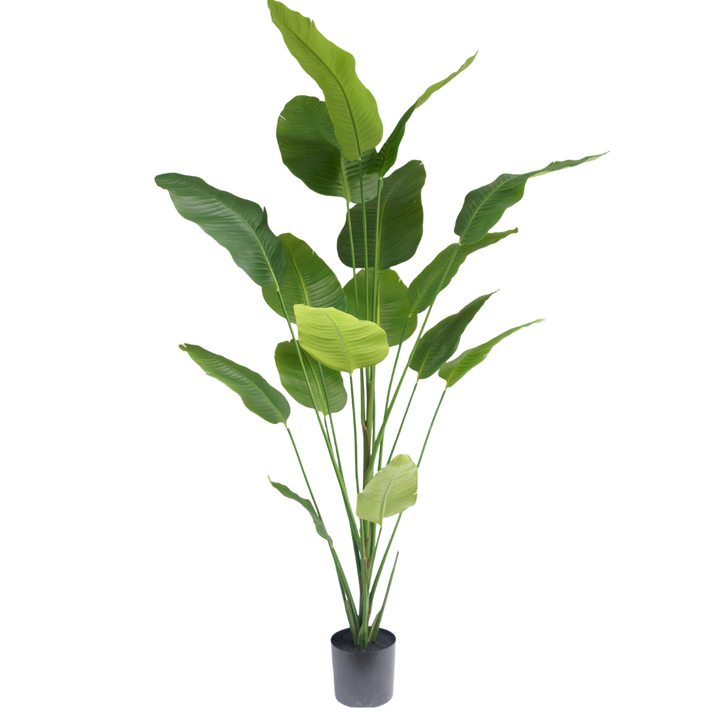 Strelitzia plant 210cm