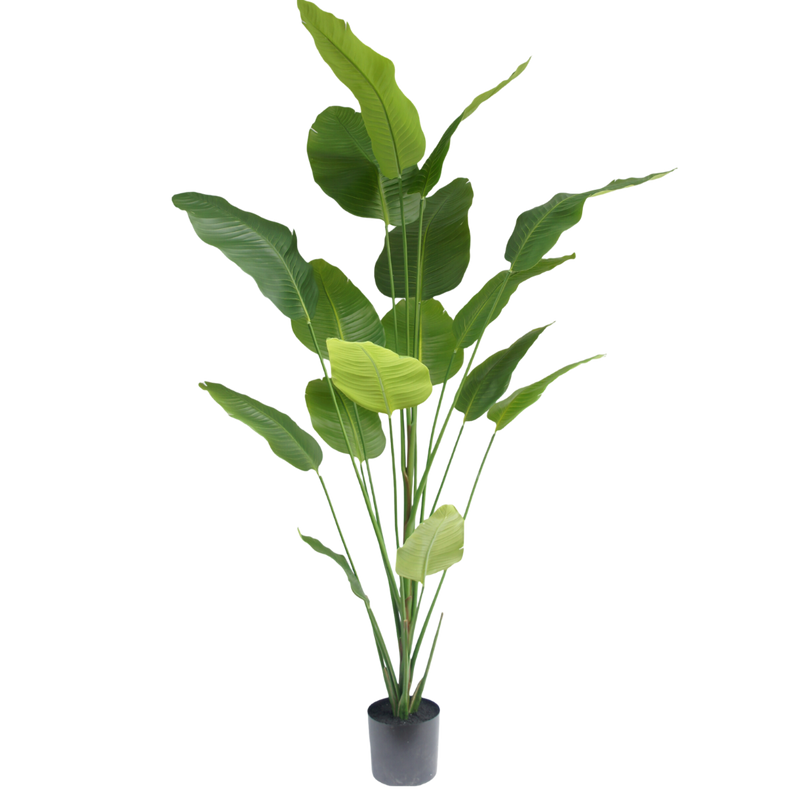 Strelitzia plant 210cm