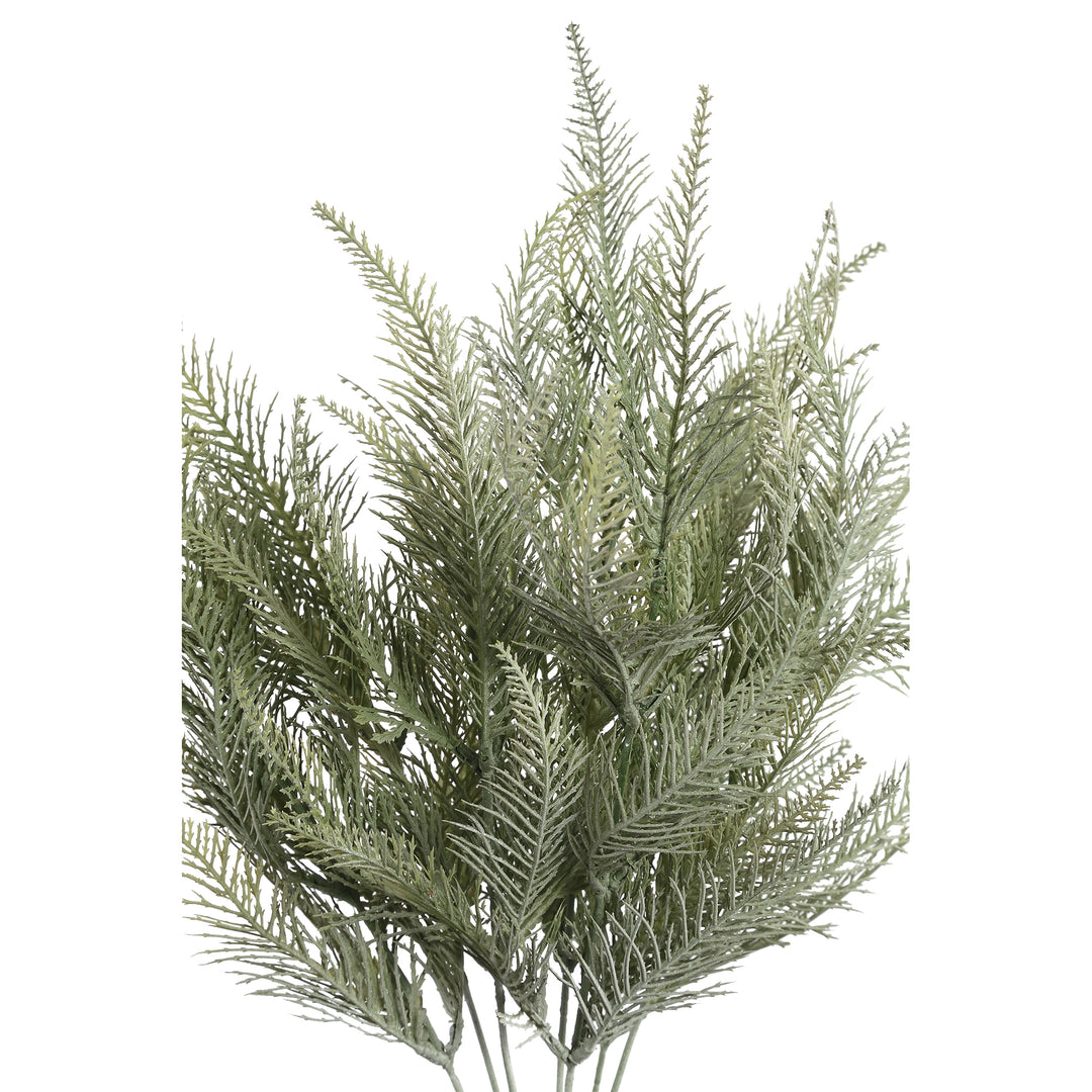 Leaves Plant groene varen bos