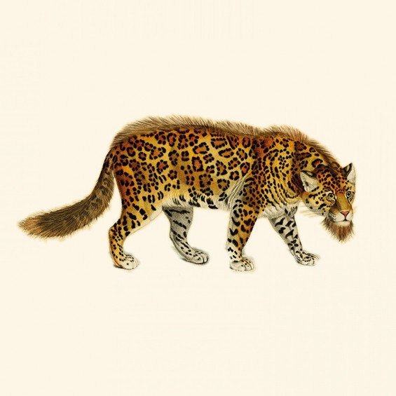 Menagerie of Extinct Animals Bearded Leopard M02053